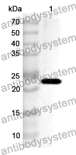 Anti-Human STX11 Polyclonal Antibody