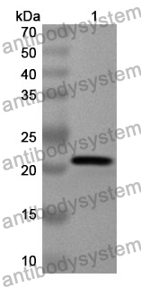 Anti-Human PGLYRP1 Polyclonal Antibody