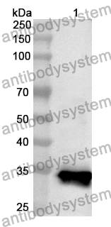 Anti-LEFTY1 Polyclonal Antibody