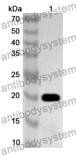 Anti-Human ERAL1 Polyclonal Antibody