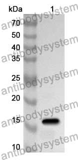 Anti-Human CREG1 Polyclonal Antibody