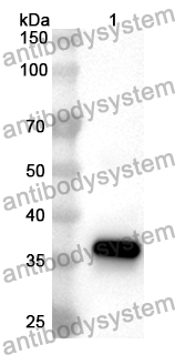 Anti-TRPA1 Polyclonal Antibody