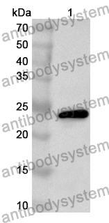 Anti-CDC123 Polyclonal Antibody