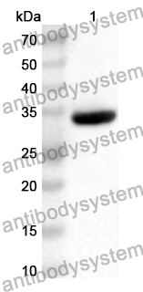 Anti-Human PPP1R15A Polyclonal Antibody