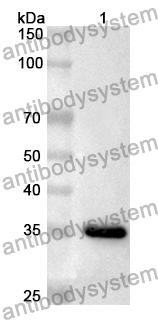 Anti-BCAR3 Polyclonal Antibody