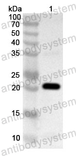 Anti-Human KLF7 Polyclonal Antibody