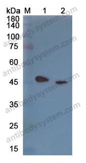 Anti-IDH1 Polyclonal Antibody