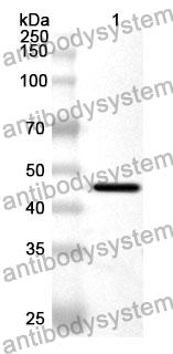 Anti-STAM2 Polyclonal Antibody