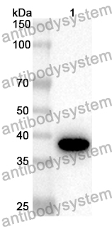 Anti-MMP23B Polyclonal Antibody