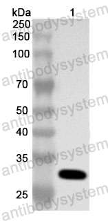 Anti-Human BCAS2 Polyclonal Antibody