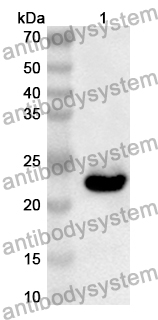 Anti-TSPAN9 Polyclonal Antibody