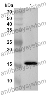 Anti-C1QL1 Polyclonal Antibody