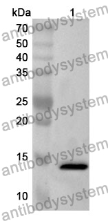 Anti-GLRX3 Polyclonal Antibody