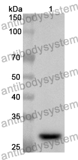 Anti-Human WFS1 Polyclonal Antibody