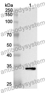 Anti-SCGN Polyclonal Antibody