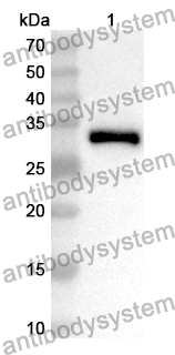 Anti-DDAH1 Polyclonal Antibody