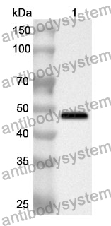 Anti-ALDH1A2 Polyclonal Antibody