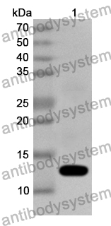 Anti-Human USP19 Polyclonal Antibody