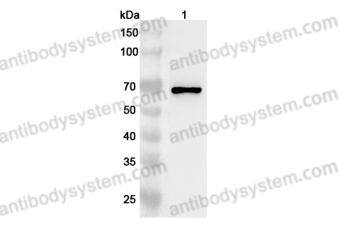 Anti-Human HEXIM1 Polyclonal Antibody