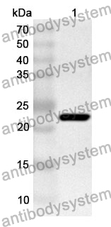 Anti-Human REC8 Polyclonal Antibody