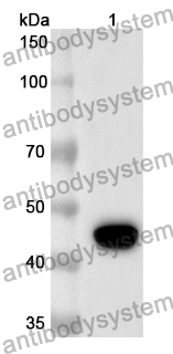 Anti-MFN2 Polyclonal Antibody