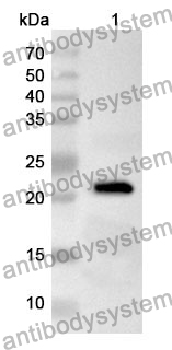 Anti-SCEL Polyclonal Antibody