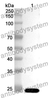 Anti-Human LETM1 Polyclonal Antibody