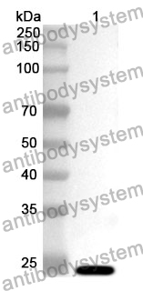 Anti-Human STBD1 Polyclonal Antibody