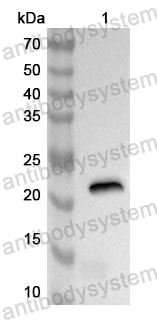 Anti-Human SPDEF Polyclonal Antibody