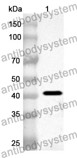 Anti-Human CCNDBP1 Polyclonal Antibody