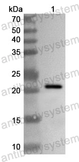 Anti-Human CELF2 Polyclonal Antibody