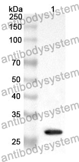 Anti-ABCA1 Polyclonal Antibody