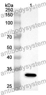 Anti-STAMBP Polyclonal Antibody