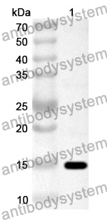 Anti-Human CEP43 Polyclonal Antibody