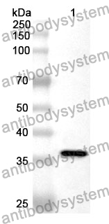 Anti-CXCL14/BRAK/MIP-2G Polyclonal Antibody