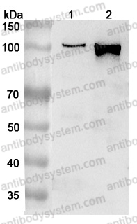 Anti-Human AP2A1 Polyclonal Antibody