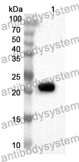 Anti-Human STAU1 Polyclonal Antibody