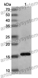 Anti-Human CAVIN2 Polyclonal Antibody