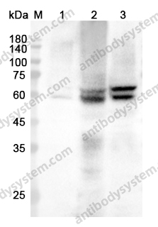 Anti-AIFM1/AIF Polyclonal Antibody