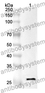 Anti-DDAH2 Polyclonal Antibody