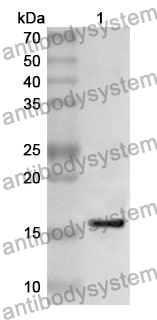 Anti-CD160 Polyclonal Antibody