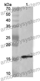 Anti-BMP15 Polyclonal Antibody