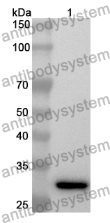 Anti-Human MBD3 Polyclonal Antibody