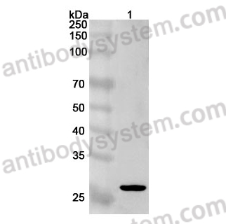 Anti-Human PTTG1 Polyclonal Antibody