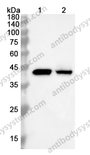 Anti-TOMM40 Polyclonal Antibody