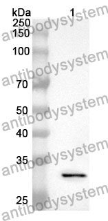 Anti-PAK4 Polyclonal Antibody