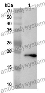 Anti-WNT11 Polyclonal Antibody