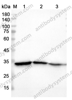 Anti-LDHA Polyclonal Antibody