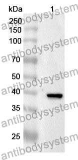 Anti-PAH Polyclonal Antibody