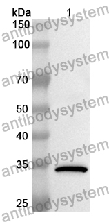 Anti-PNP Polyclonal Antibody